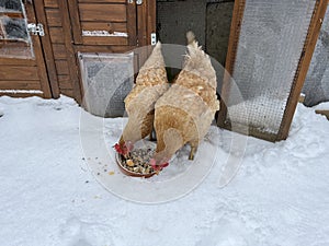 chickens, breed, sussex