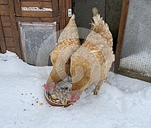 chickens, breed, sussex