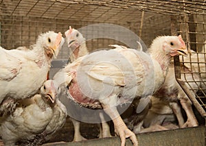 Chickens broilers in a cage in a poultry farm