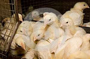 Chickens broilers in a cage in a poultry farm