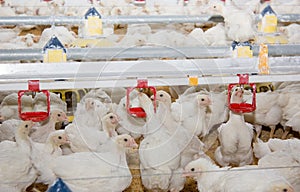 Chickens broilers in a poultry farm