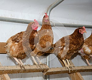 Chickens in a brooder house