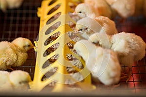 Chickens in a cage