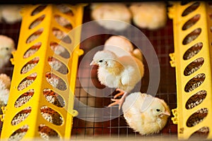 Chickens in a cage