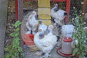 Chickens in the cage