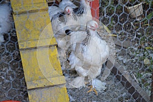 Chickens in the cage