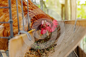 Chickens in a cage peck food from a feeding trough.