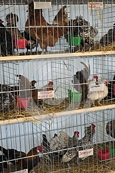 Chickens in a cage ready for sale