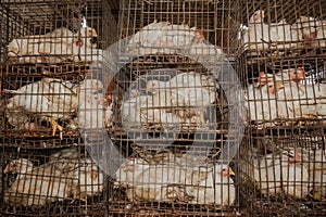 Chickens Cages Abattoir