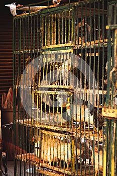 Chickens in cages on the streets of cairo ,egypt. For sale by the street vendors, slaughtered on spot in halal friendly ways