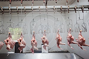 Chickens Carcasses Conveyor