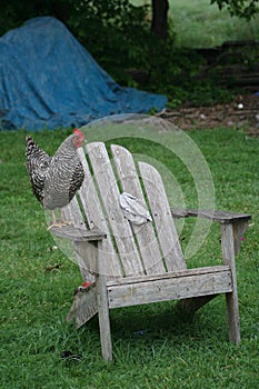 Chickens on chair