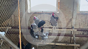 chickens in the chicken coop on the farm. hens, egg hatching, poultry breeding. petting zoo, animal treatment, natrual