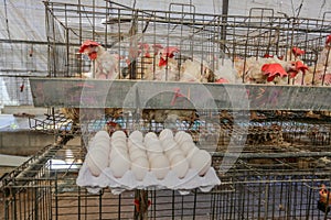 Chickens at a chicken farm in the former