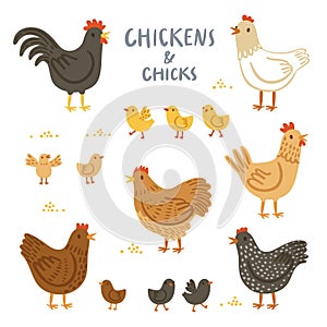 Chickens and chicks illustration set