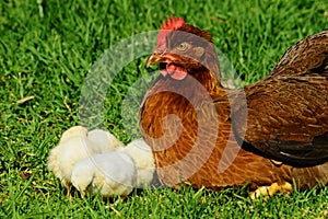 Chickens close to mother