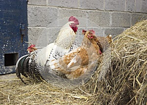 Chickens and cock peeking out of a bale of hay