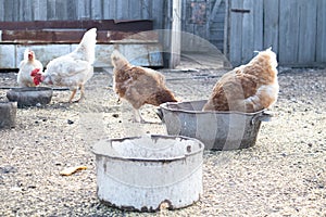 Chickens and cockerels feed on the farm. Selective soft focus