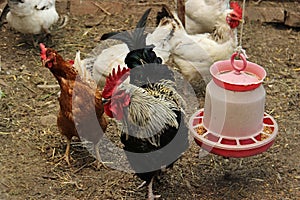 Chickens and foraging around a white plastic feeder in clean straw in an enclosure on a farm. Black Rooster and white and br