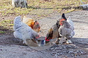 Chickens and cocks near the puddle drink water_