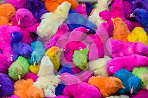 Chickens colored babies. A group of funny, colorful easter chicks