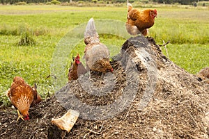 Chickens on compost