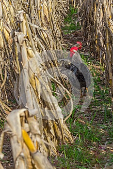 Chickens in corn plantation in Gramado