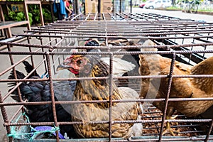 Chickens in crowded cages