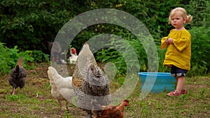 Chickens of different breeds are walking next to a beautiful little girl