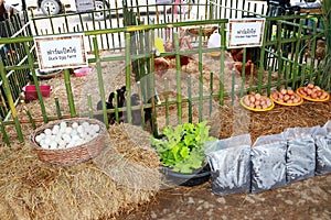 Chickens and ducks with egg in wicker baskets on an organic farm