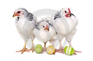 Chickens and easter eggs