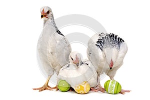 Chickens and easter eggs