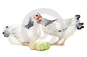 Chickens and easter eggs
