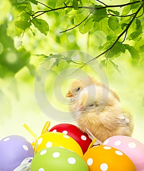 Chickens and easter eggs