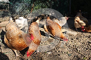 Chickens eating