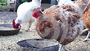 Chickens eating food. Hens and roosters feed on thraditional rural farm.