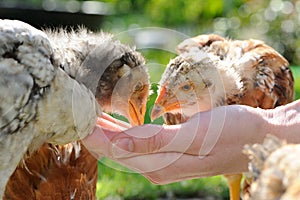 Chickens Eating from Hand