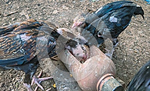 Chickens are eating, poultry are eating fodder. A group of farmed chickens being fed.