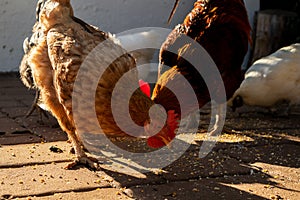 Chickens eating with sunset light