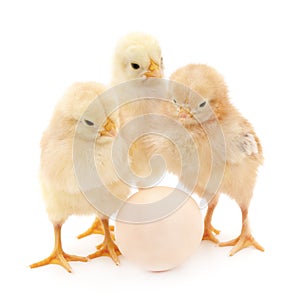 Chickens with egg.