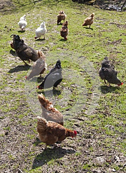 Chickens on farm