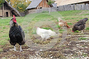 Chickens on farm