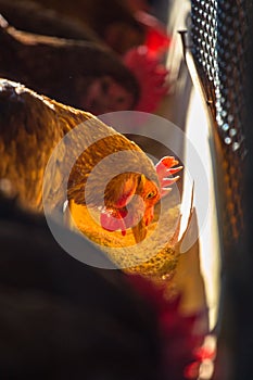 Chickens in farm