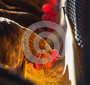 Chickens in farm