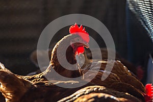 Chickens in farm