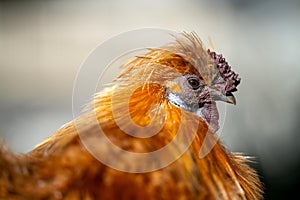 chickens on a farm in australia