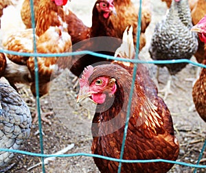 Chickens on a farm in nature. Hens in range farm