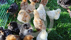 Chickens on a farm in Poland