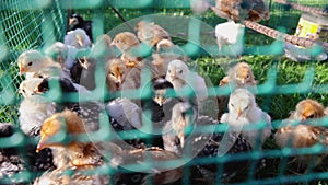 Chickens on a farm in Poland