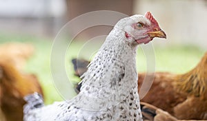 Chickens on the farm, poultry concept. White loose chicken outdoors. Funny bird on a bio farm. Domestic birds on a free range farm